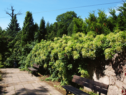 Vīteņaugi un pergolas
