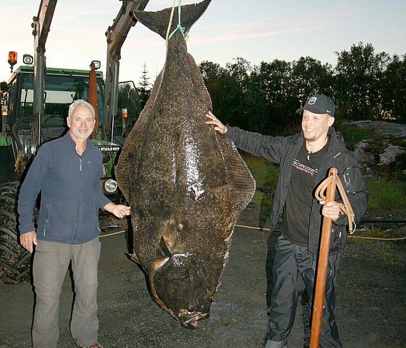 Hvordan latviske Raivo fanget det norske monsteret. Utrolig: kveiten veide 156 kg!