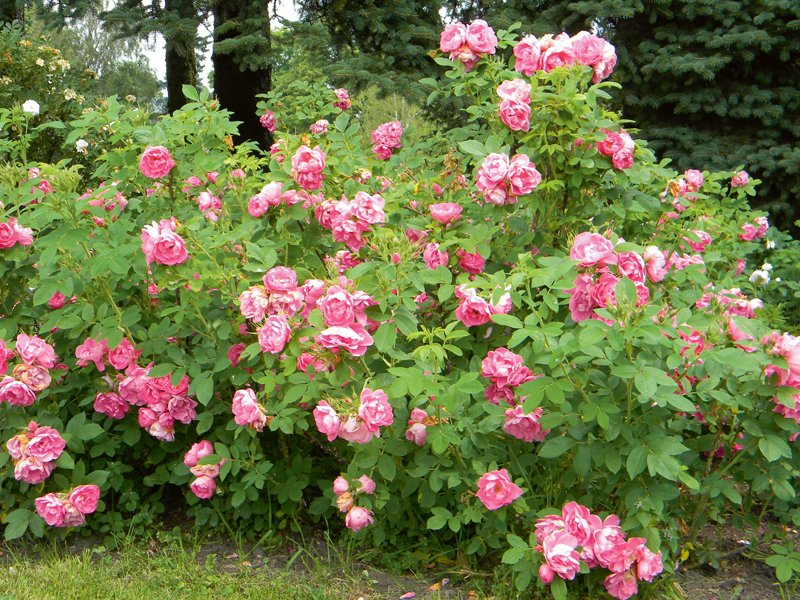 Korting Algemeen mengen Kā kopt parka rozes un kā tās pasargāt no vabolēm? | LA.LV