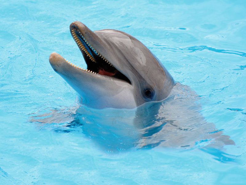 VIDEO: Liepājas ostā šorīt manīts delfīns | LA.LV