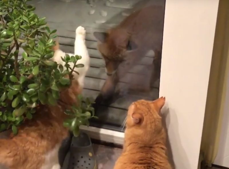 VIDEO: Kā kaķiem ciemos nāca un kas no | LA.LV