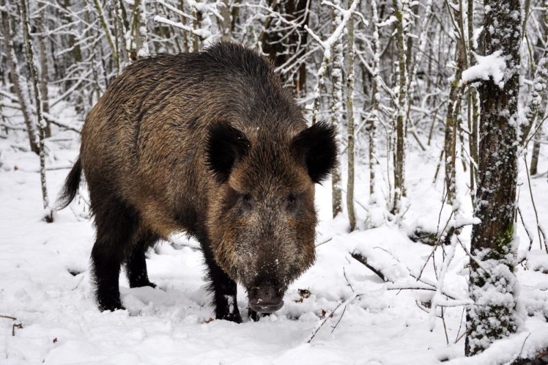 2. februar 1929. Villsvin byttes mot bever