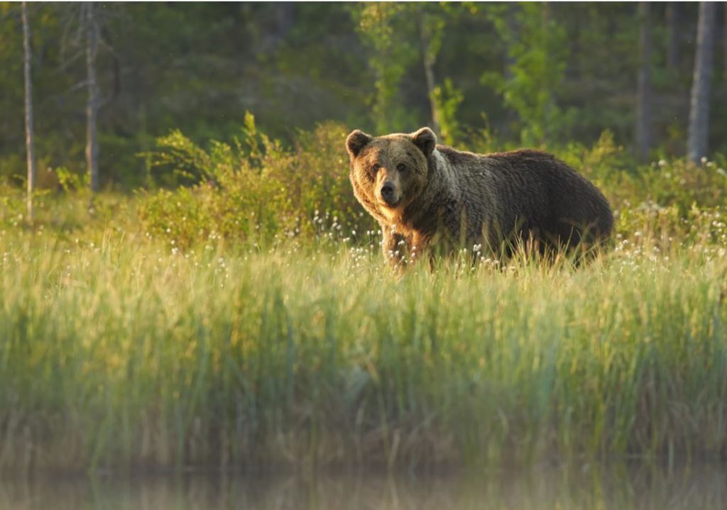 Latvijā dzīvo 70–80 brūnie lāči. Reģistrēts gadījums, kad lācis ...