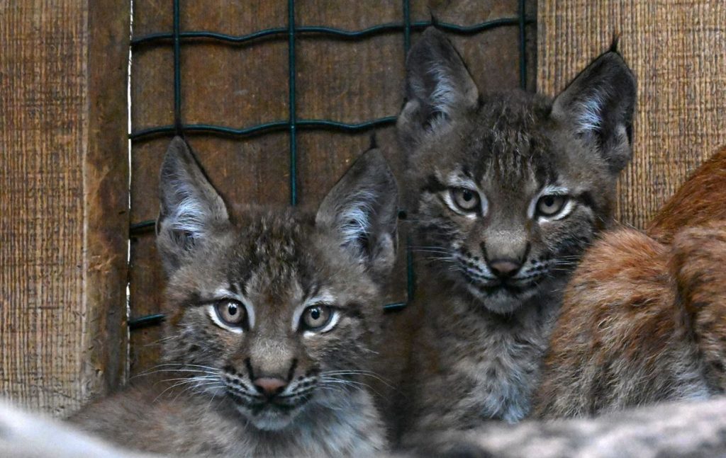 PHOTO, VIDEO.  What names were given to lusenums born at the Riga Zoo?