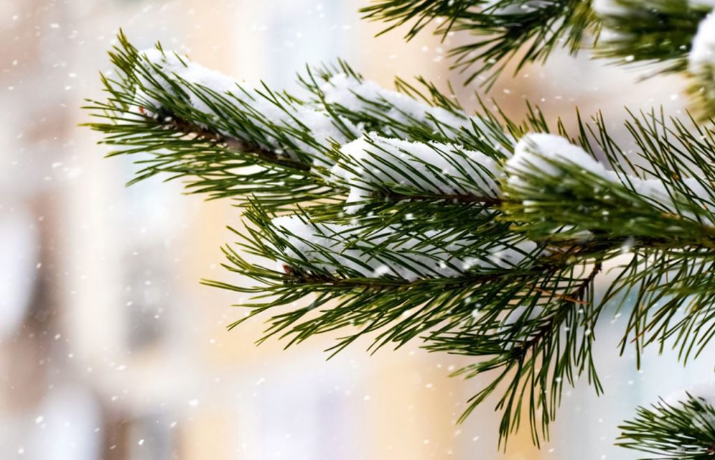 Finne et juletre i skogen: hva trenger du å vite for å unngå å betale en bot på € 700?