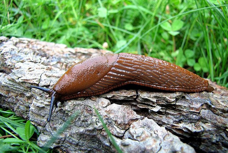 Kā rudenī atrast un likvidēt kailgliemežu slēpņus. Iesaka dārzniece ...