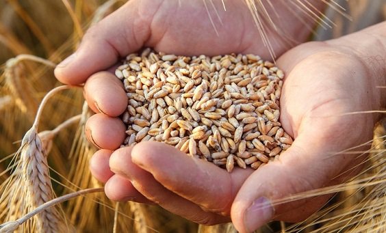 Russian Grain Transit Threatens Latvia’s Grain Exports: Ministry Report