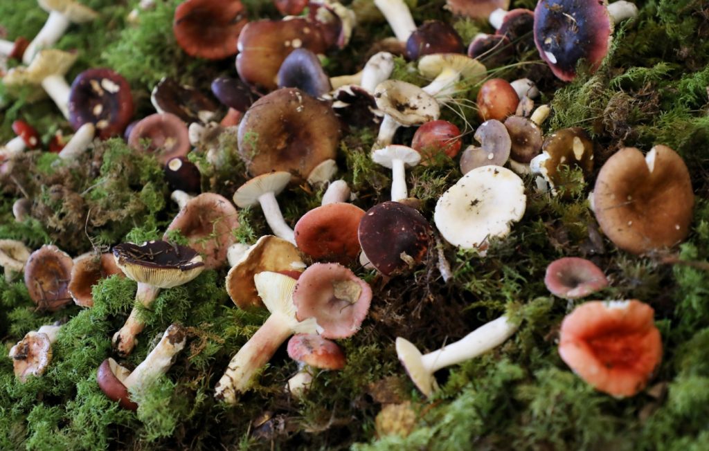 FOTO. Īstas rudens skaistules! Nacionālajā dabas muzejā “uzmirdz ...