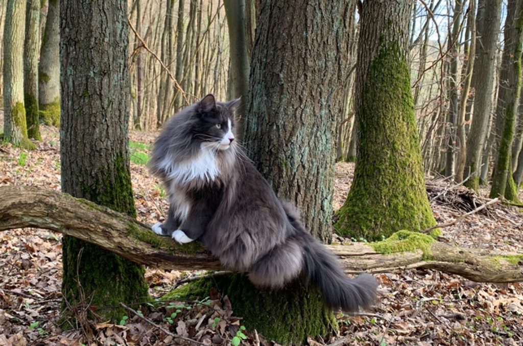 FOTO.  Kjæledyrene til gudinnen Freya, de legendariske norske skogkattene.  Sjelden rase i Latvia