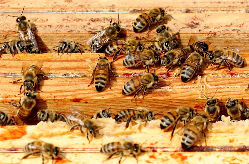 Canada will ‘adopt’ bees from Ukraine