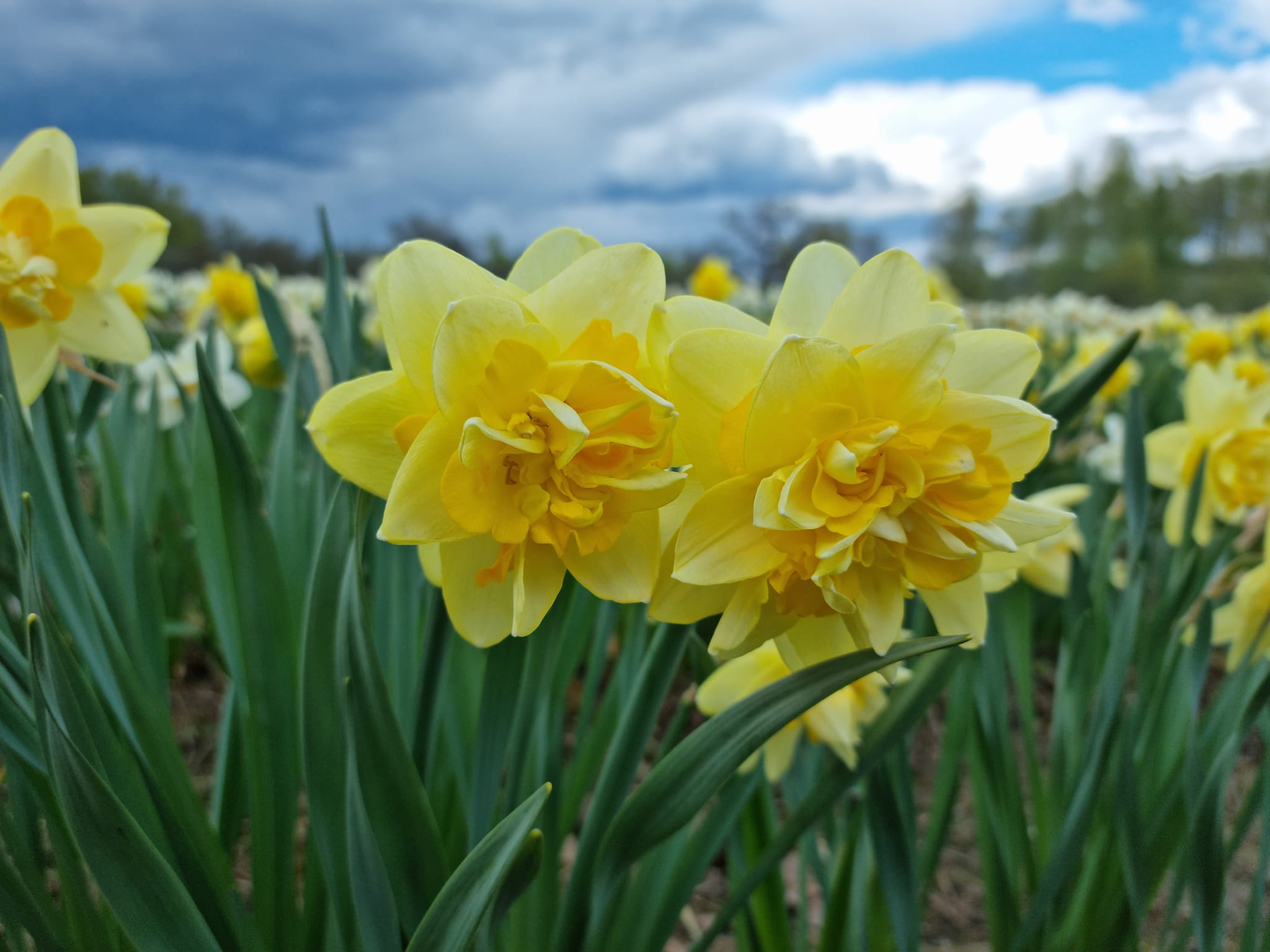 Aprīlis : ce qu'il faut savoir — image 2