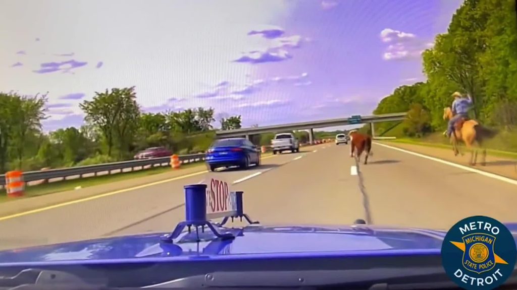 视频。 骑马的牛仔在高速公路上抓到一头逃跑的牛