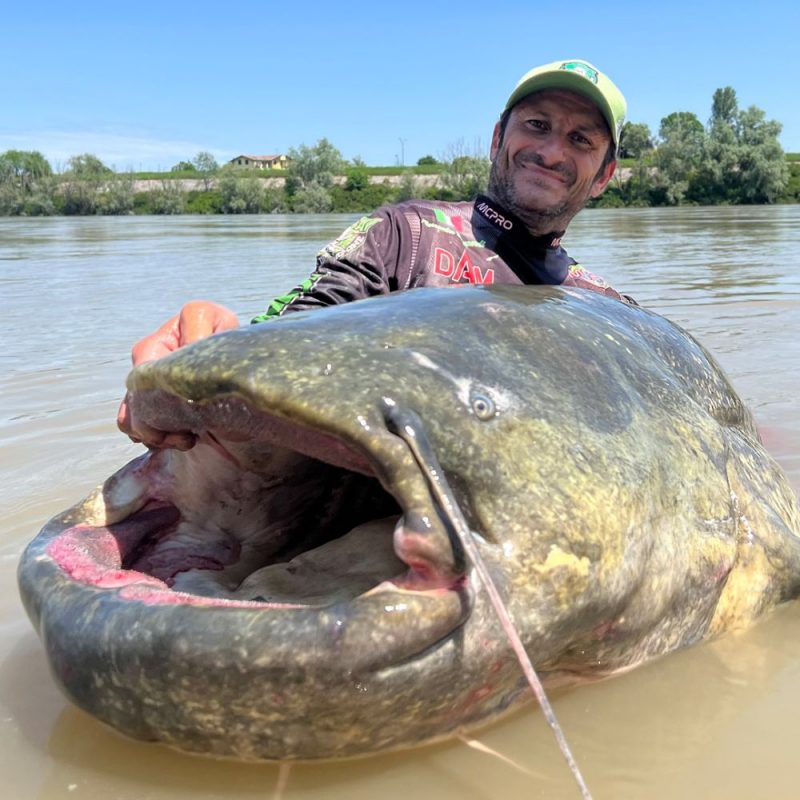 VIDEO. Il pesce gatto più grande del mondo è stato catturato in Italia. Davvero enorme!