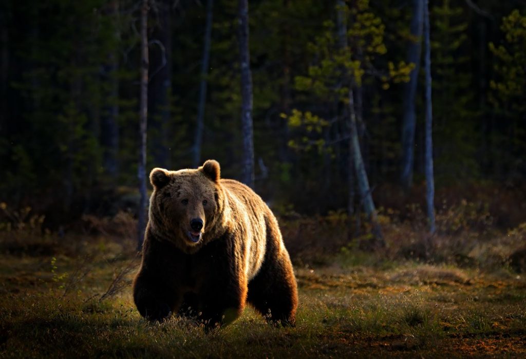 逃げるか、留まるかの2つの選択肢しかなかった。エストニアでは、負傷したクマがハンターを襲う