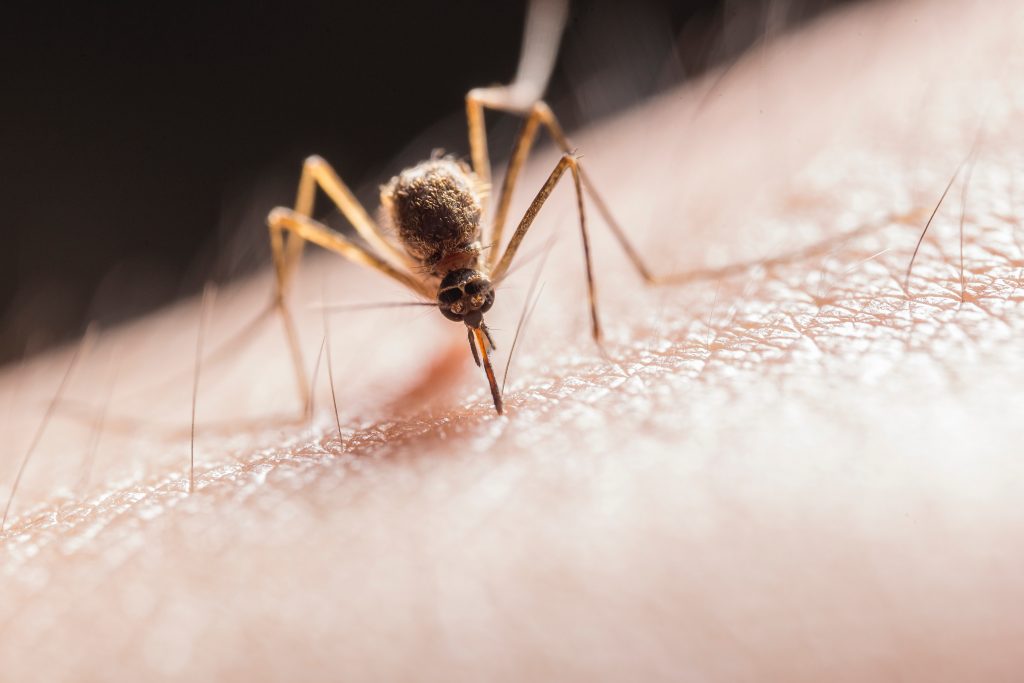 Paranoid Russian Politicians Fear US Training Genetically Modified Mosquitoes: The Truth Behind the Claims