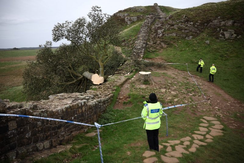 Iconic Mountain Maple Tree Cut Down Near Adrian’s Wall: Shock and Sadness in Northumberland