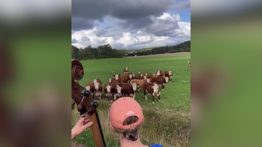 Cows Enjoy Jazz Concert by Finnish Musicians on Their Way to Festival