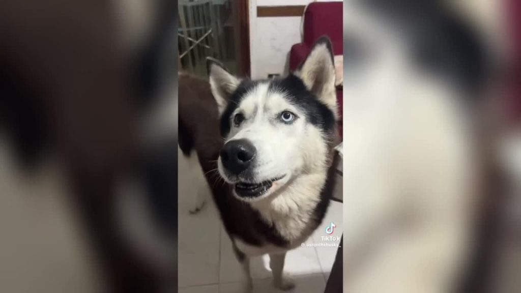 VIDEO. “Dio mio!” I social network sono sorpresi da un affascinante cane con un “accento italiano”