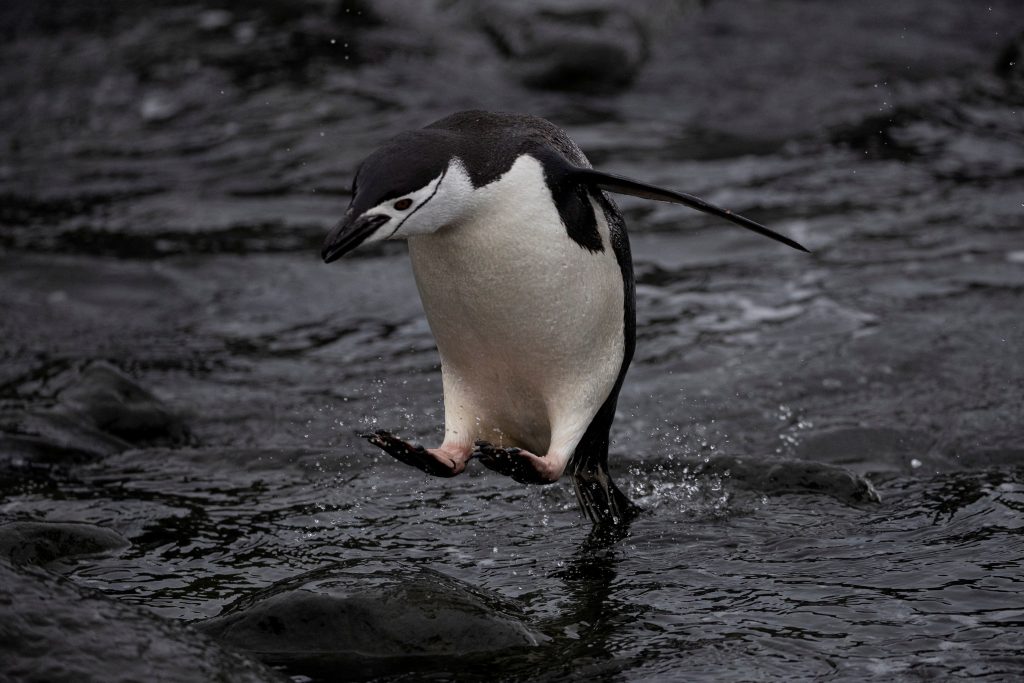 Sleep Patterns of Penguin Parents Revealed: Groundbreaking Study Shows Penguins Only Sleep a Few Seconds at a Time