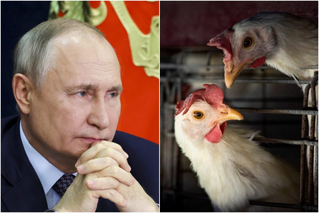 Russian Citizens Concerned About Prices and Wages Amid Military Operation, Egg Shortage