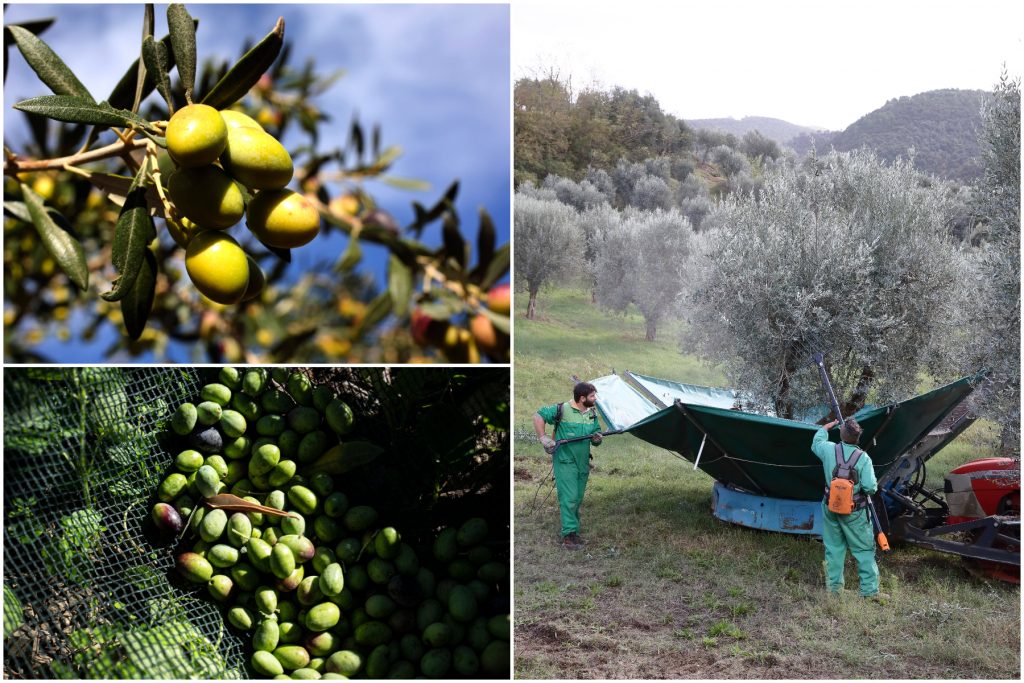 The Economic, Ecological, and Health Impact of Rising Olive Oil Prices