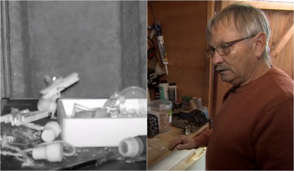 The Neat Mouse: 75-Year-Old UK Man Captures Mouse Tidying Shed in Viral Video