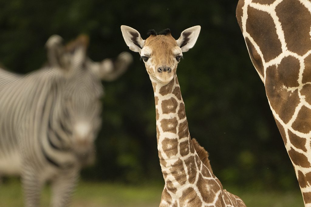 「これは動物園にとって重大な損失です。」 キリンの赤ちゃん、首の骨折で死亡