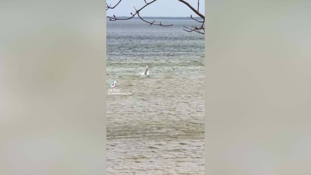 VIDEO. “Kaut ko tādu pirmo reizi dzīvē redzu!” Stirna pārsteidz ...