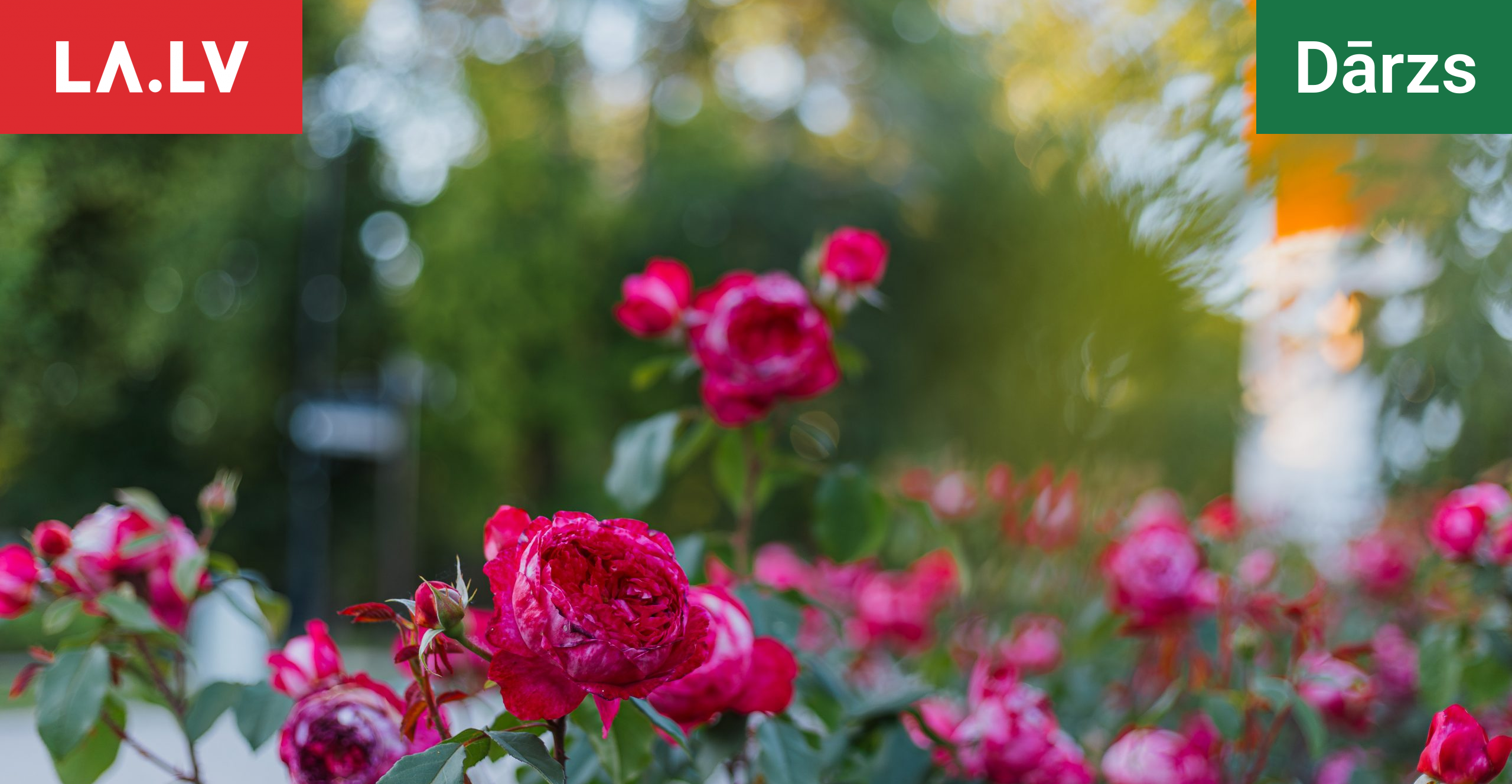 Brīdinājums dārzniekiem: šie augi rozēm ir īsts ienaidnieks un nedrīkst ...
