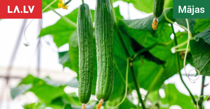 Kāpēc gurķis atrodas vannas istabā – gudras mājsaimnieces to izmanto ...