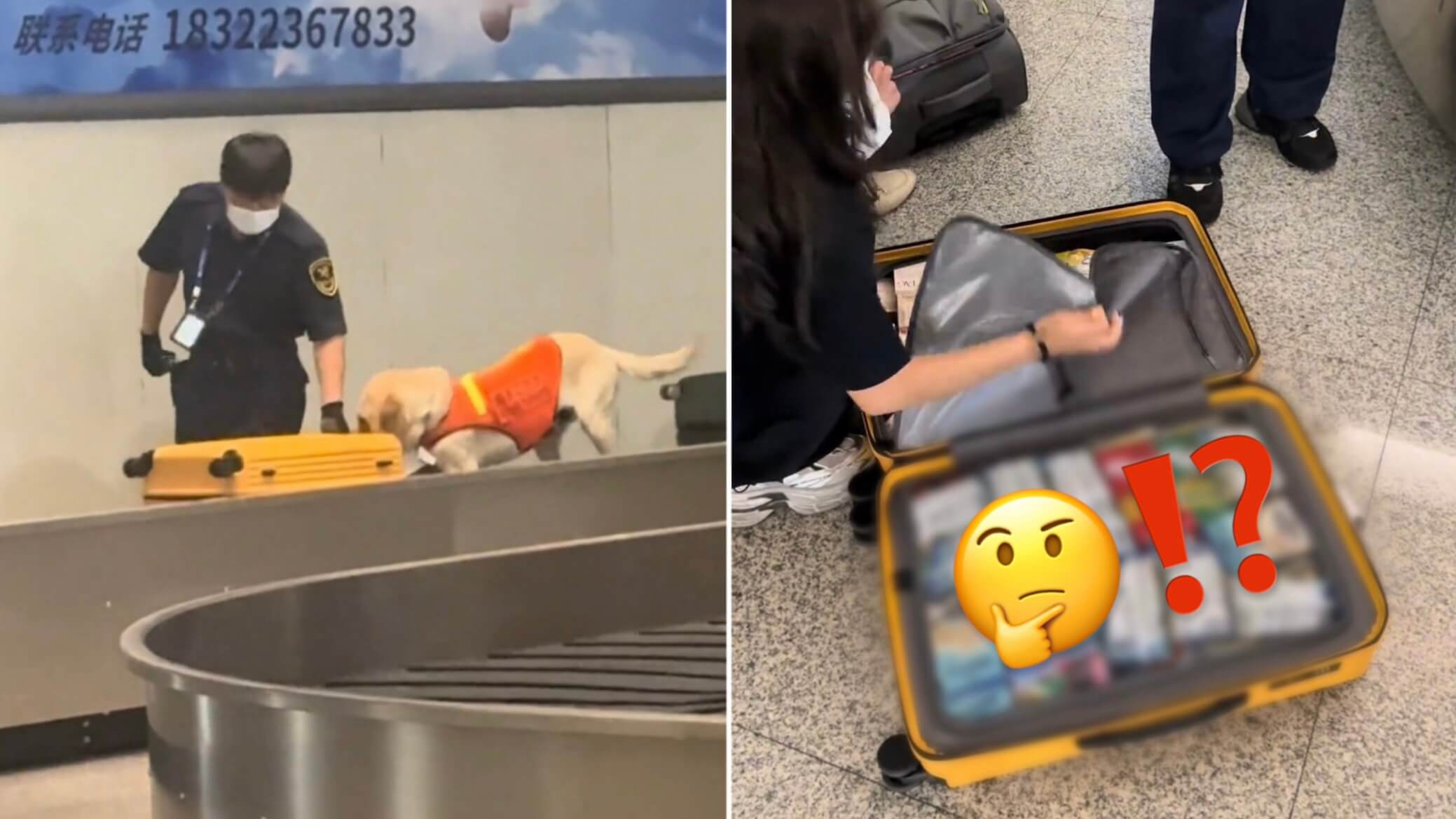 ビデオ。空港では、警察の犬の永続的な旅行者スーツケースが検査後、予期しないコンテンツが明らかになります