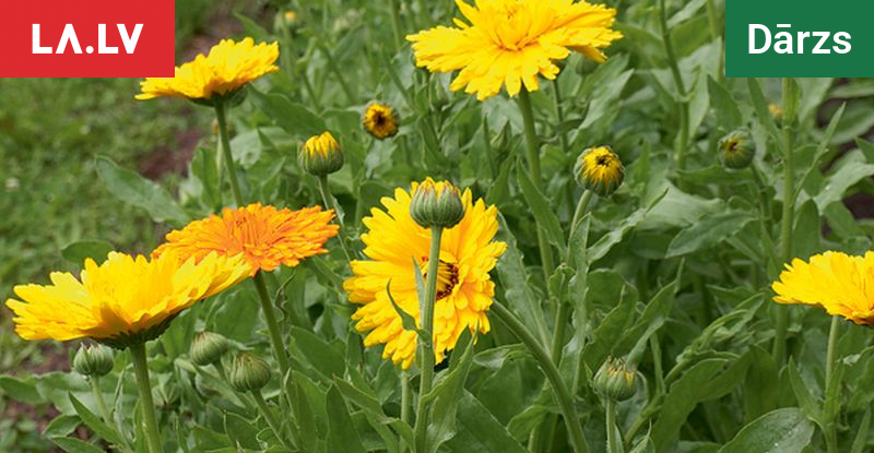 Kāpēc kliņģerītes jāstāda pirms ziemas: triks, kas pasargās jūsu dārzu ...