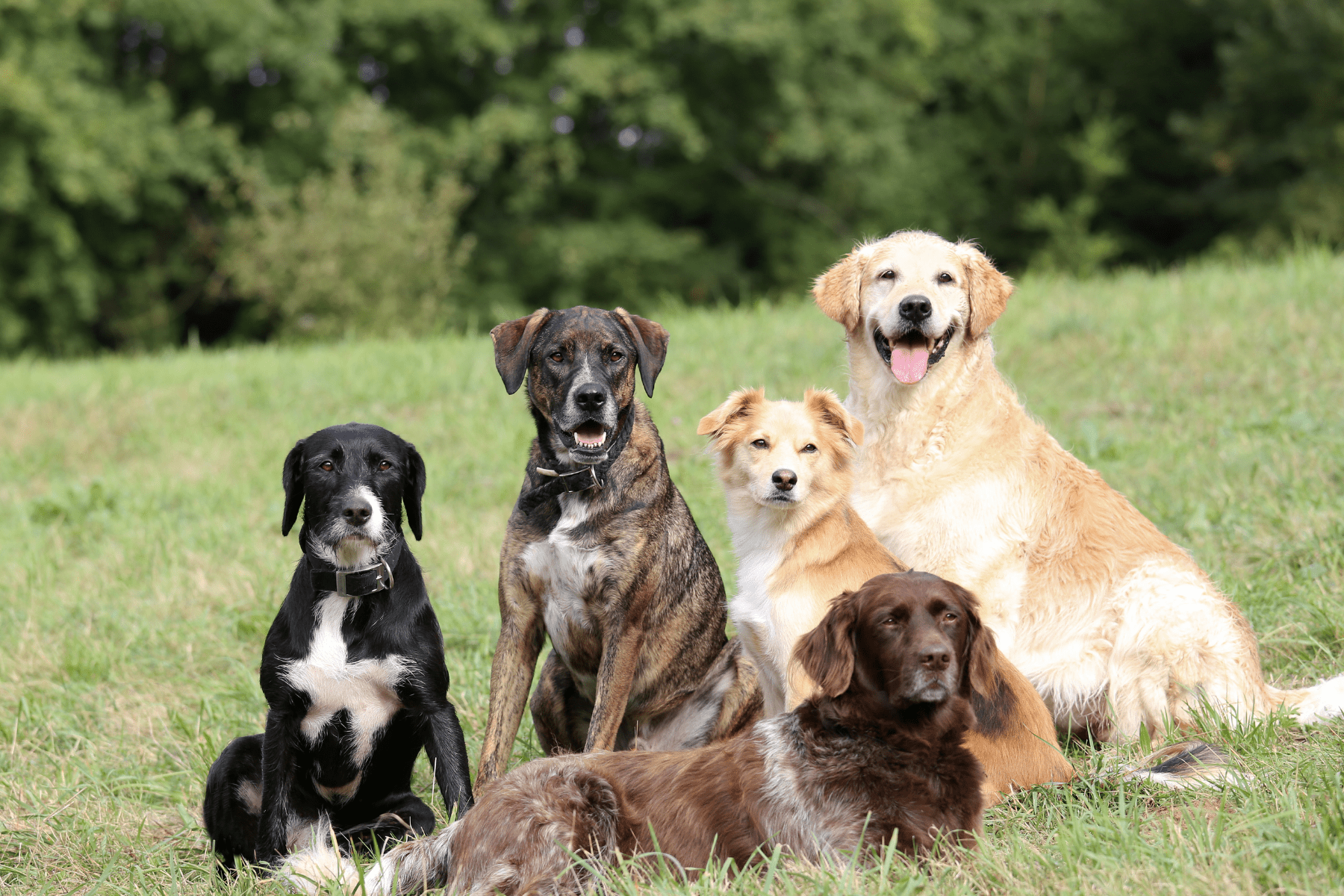 Uzzini, kura suņu šķirne atbilst tavam dzimšanas datumam – rezultāts ...