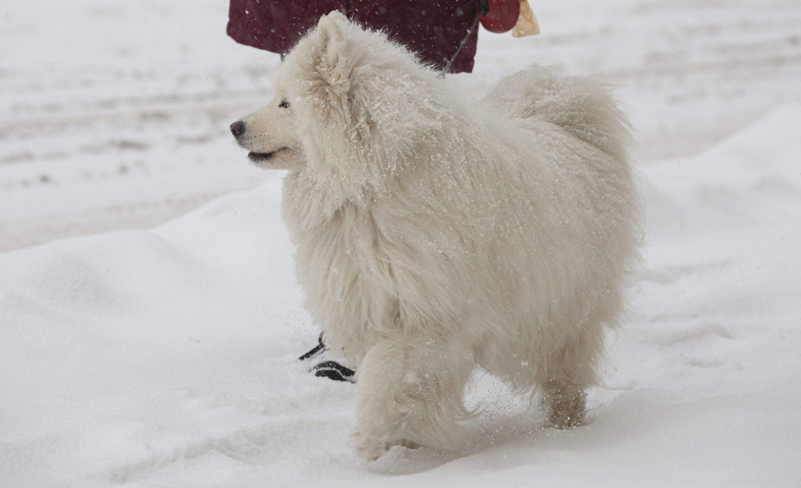 Mīlestība bez vārdiem! 5 pazīmes, ka tavs suns tevi ļoti mīl | LA.LV